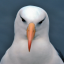 Albatross аватар